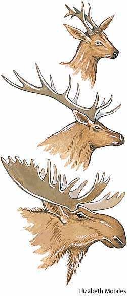 antler