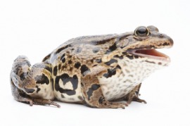 anurous