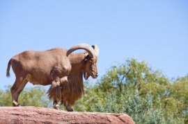 aoudad