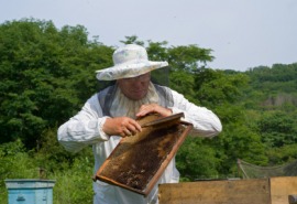 apiculture