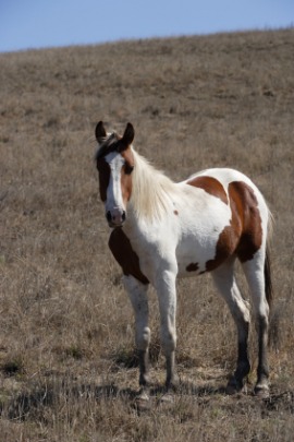 appaloosa
