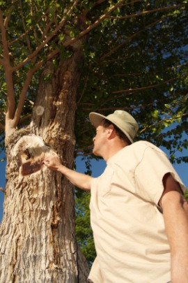 arborist