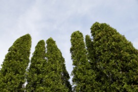 arborvitae