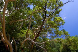 arbutus