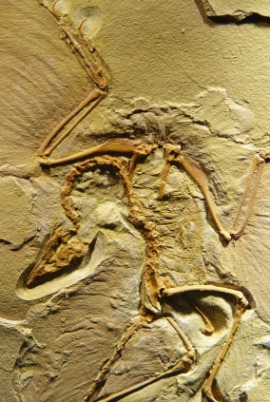 archaeopteryx