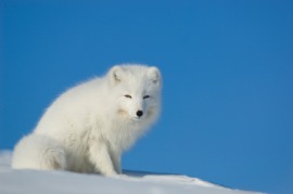 arctic fox