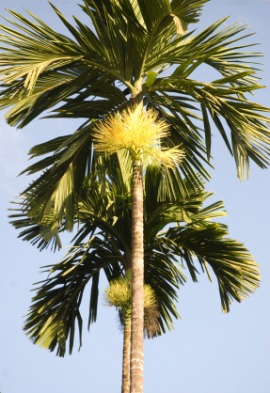 areca