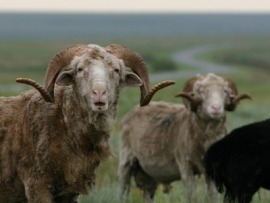 argali