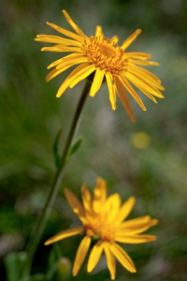arnica