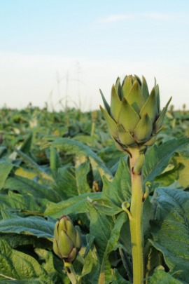 artichoke
