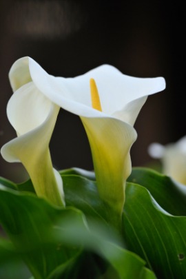 arum
