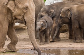 Asiatic elephant