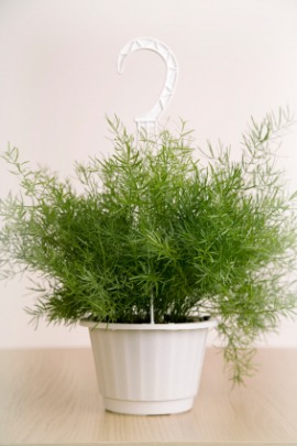 asparagus fern