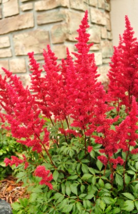 astilbe