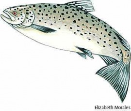 Atlantic salmon