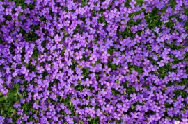 aubrieta