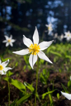 avalanche lily