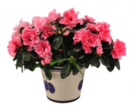 azalea