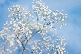 babies' breath