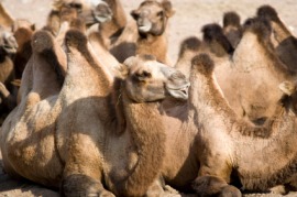 Bactrian camel
