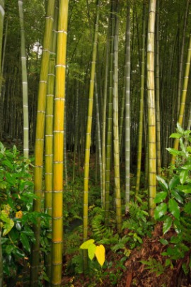 bamboo