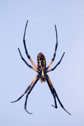 banana spider