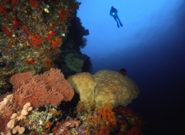 Banda Sea