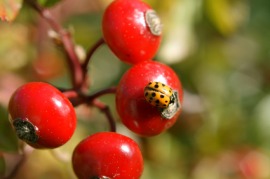 baneberry