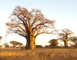 baobab