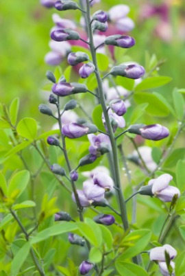 baptisia