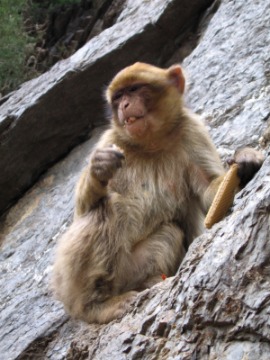 Barbary ape