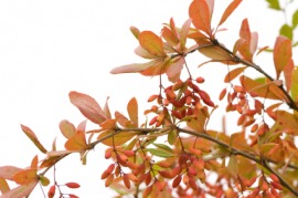 barberry