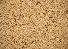 barleycorn