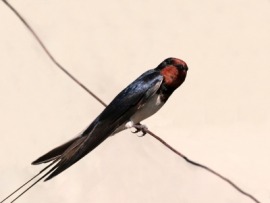 barn swallow
