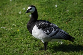 barnacle goose