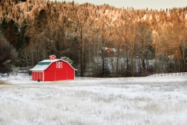 barnyard