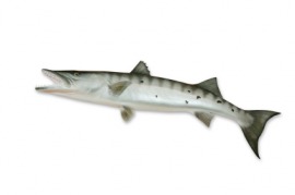 barracuda