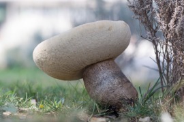 basidiomycete