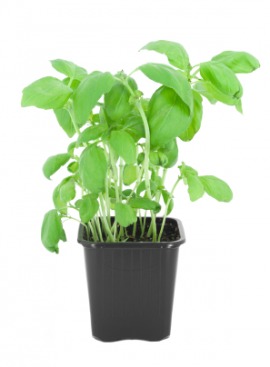 basil