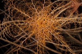 basket star