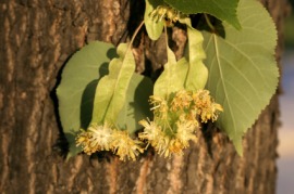 basswood