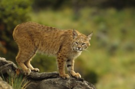 bay lynx
