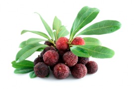 bayberry