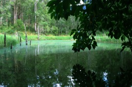 bayou
