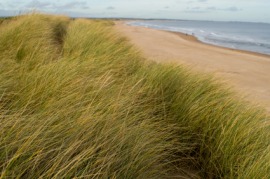 beach grass