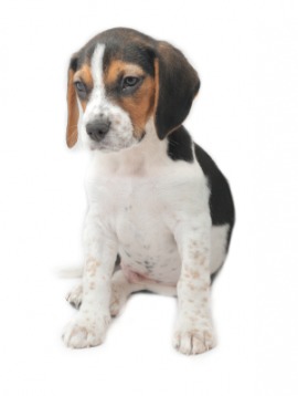 beagle