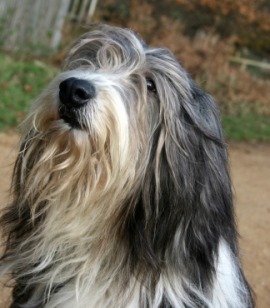 bearded collie