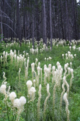 beargrass