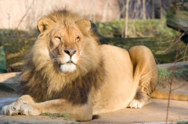 beast of prey
