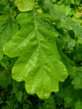 bedew